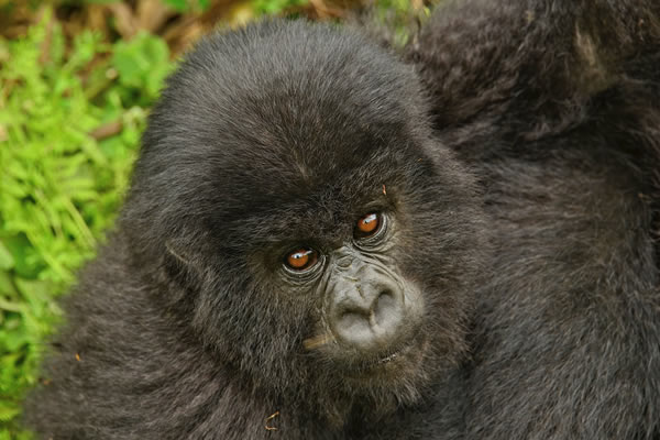 gorillas in rwanda