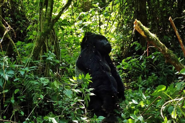 Gorilla standing Gorilla standing