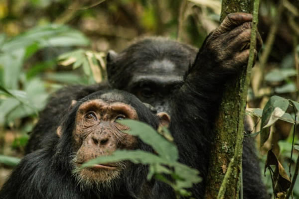 Rwanda chimps Rwanda chimps